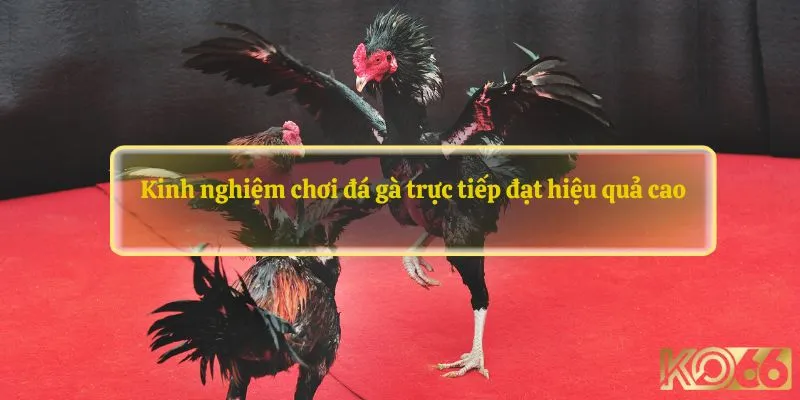 đá gà trực tiếp